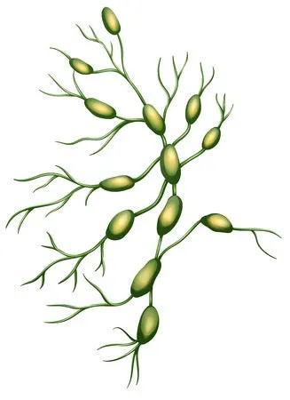 12 CE Hour Manual Lymphatic Drainage Extremities Basics (Computer-based Live Interactive Webinar)