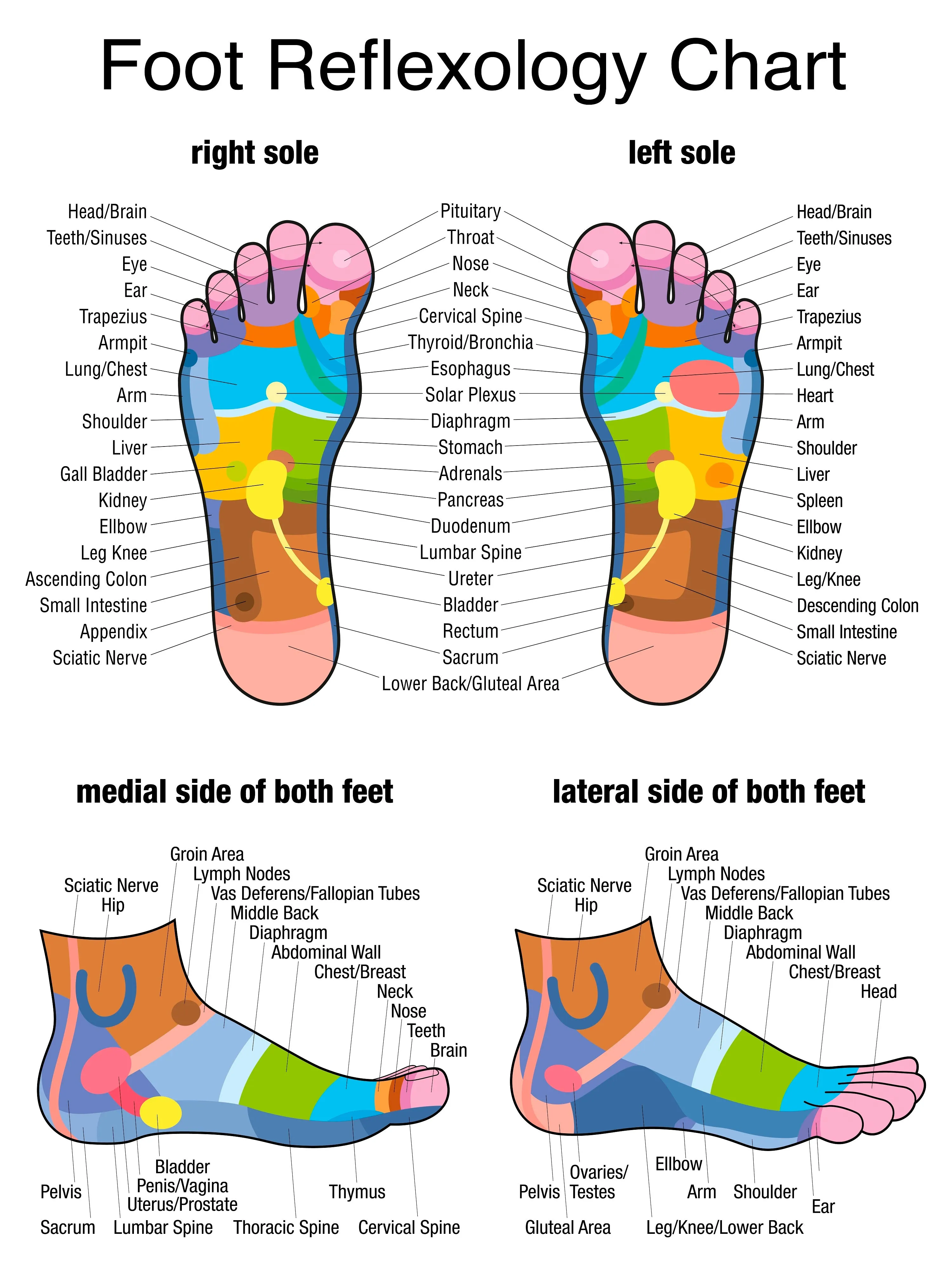 12 CE Hour Master Therapist Tools & Microtreatments (Computer-Based Live Interactive Webinar)